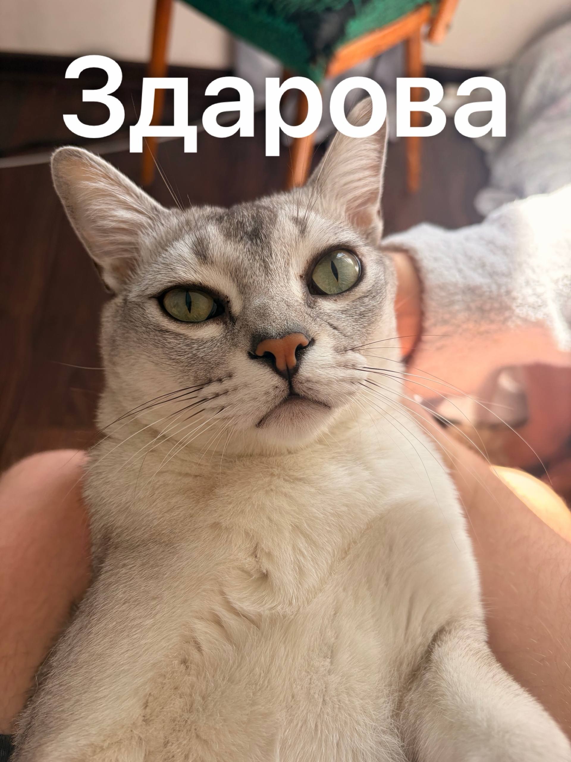 дурак